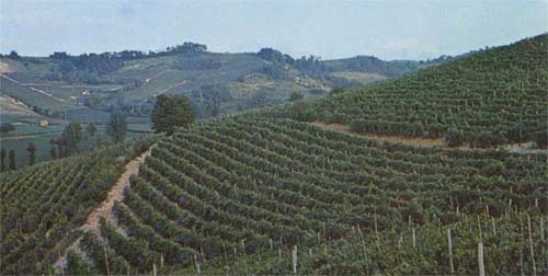 I vigneti del Castello d'Orsara