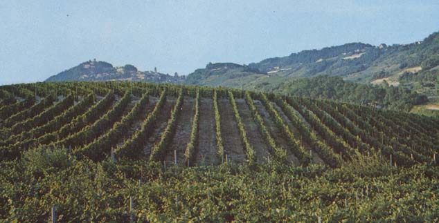 I vigneti del Castello d'Orsara